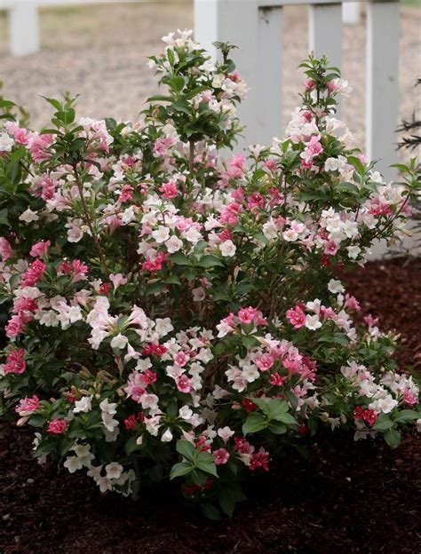 23 Best Deer Resistant Shrubs Images On Pinterest Deer Resistant