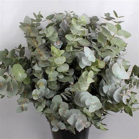 Eucalyptus Baby Blue 300gm Wholesale Flowers Florist Supplies Uk Artofit