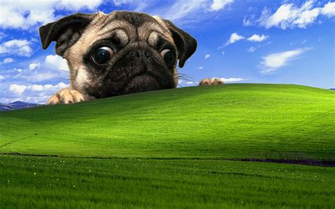 Windows Xp Wallpaper Funny Funny Png