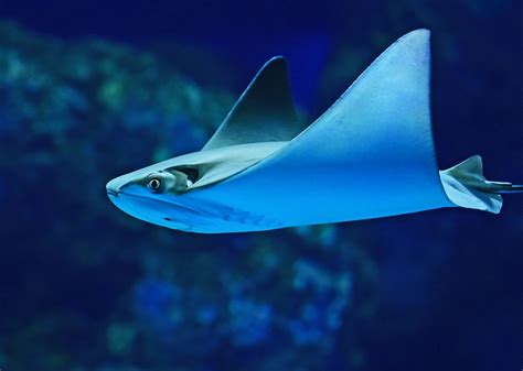 Did steve irwin die because of a manta ray? no, he didn't. Stingray vs Manta Ray - Conserve America's Ocean ...