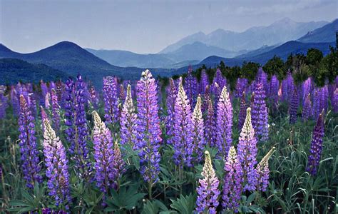 Lupines Wowbeautiful With Mountain Backdrop Field Wallpaper