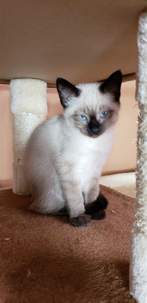 Balinese Cats For Sale Brooklyn Ny 301160 Petzlover