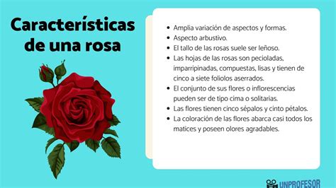 Las Mejores U As Las Rosas Sp Damri Edu Vn