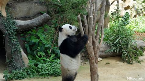 Zoo Negara Malaysia Selangor A Place To Meet The Giant Panda In