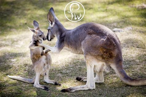 Maybe you would like to learn more about one of these? Baby Kangaroo is called joey. Female kangaroos can care ...