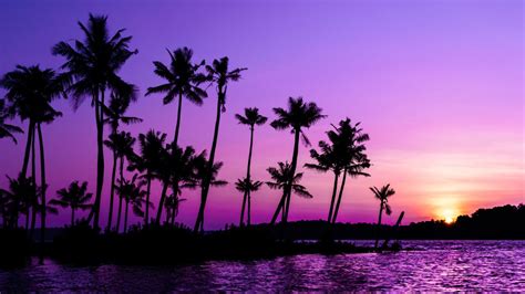 Purple Sunrise 4k Wallpaper Clear Sky Palm Trees Scenery Backwaters