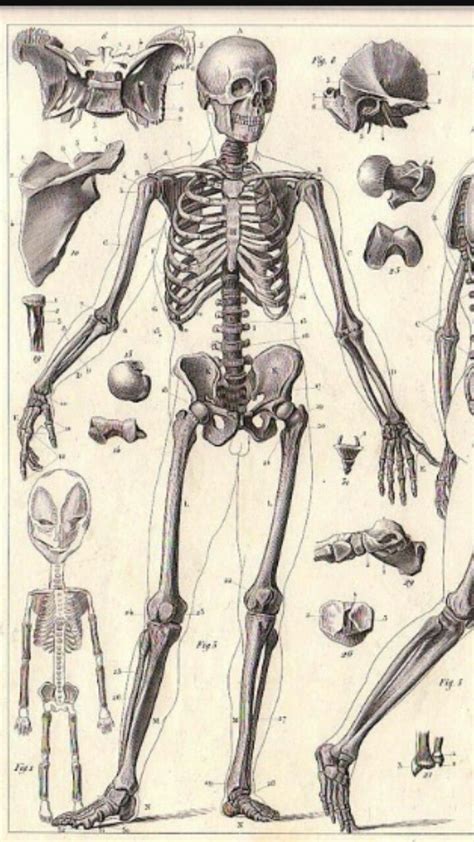 Skeletons Art Art Background Kunst Performing Arts Art Education Resources Skeleton Artworks
