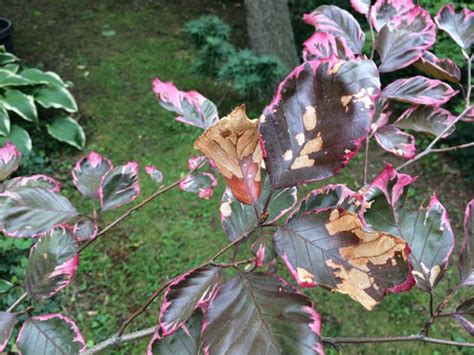 I just planted my tri color beech tree in mid march of this year. Some leaves browning and falling off tri-color beech tree
