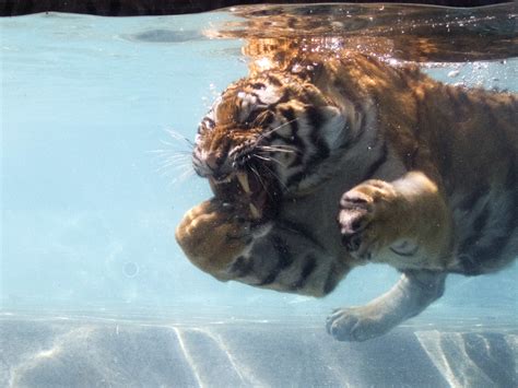 Tiger Underwater