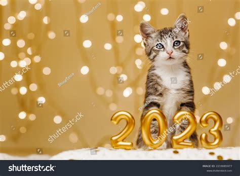 127 Happy New Year Dogs Cats 2023 Images Stock Photos And Vectors