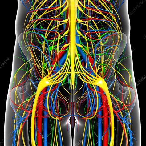 Review pelvic anatomy with dr. Pelvis anatomy, artwork - Stock Image - F006/1027 ...