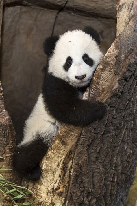Panda Twins Are Top Attraction At Vienna Zoo Zooborns