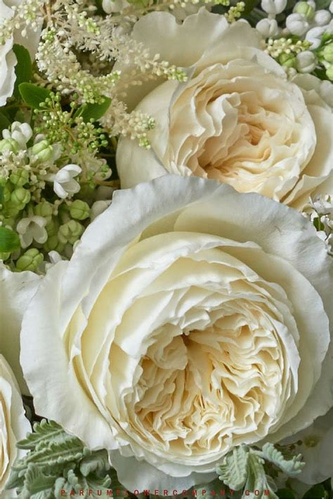 These combine the beautiful forms and fragrances of the old roses with david austin�s free 100 page �handbook of roses� is illustrated with photographs of roses, rose gardens and flower arrangements. David Austin Wedding Rose Patience