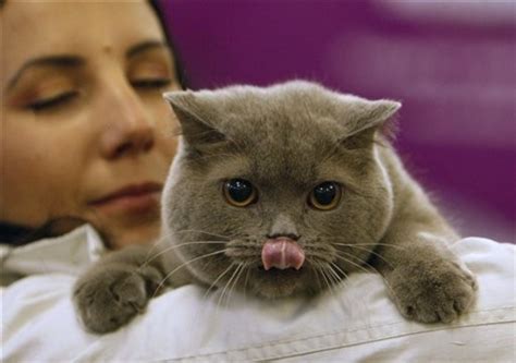 Mee Cat Cat Beauty Contest In Bucharest