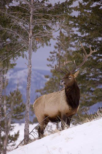 Bull Elk Snow Tim Christie Outdoor Writer And Photographer