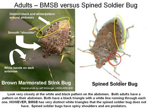 Is This Brown Marmorated Stink Bug Field Crop News