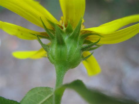 House plants, trees, flower plants, garden flowers and indoor plants are great for upgrading or accentuating your decor. Using Georgia Native Plants: Late Summer Yellows