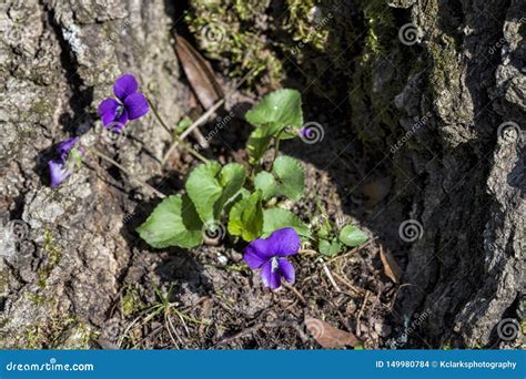 Alabama Purple Violet Wildflowers Viola Odorata Stock Photo Image