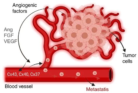 Angiogenesis In Cancer Regulates The Blood Supply To The Tumor The