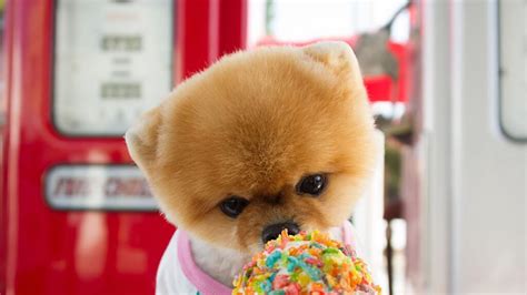 What Breed Is Jiffpom The Dog