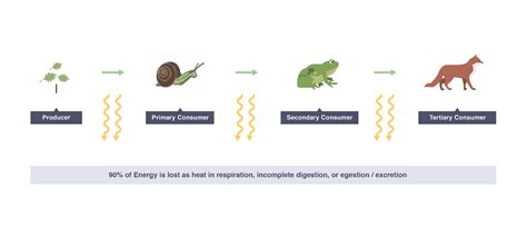 Igcse Biology 2017 48 Understand The Transfer Of Substances And Of