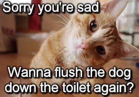 Sorry Youre Sad Cat Humor