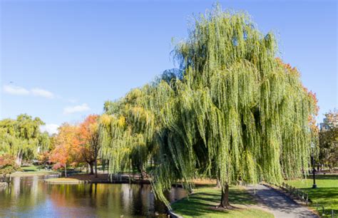 Meet The Trees The Weeping Willow January 17 2018 Friends Of The Public Garden