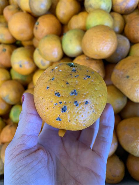 Now’s The Time To Scout For Scales In Citrus Panhandle Agriculture