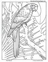 Coloring Pages Macaw Parrots Birds Printable Animal Animals Drawing Rainforest Flower Colouring sketch template