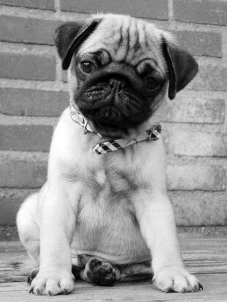 Cute Pug Puppy With Images Baby Pugs Cute Pugs Black Pug Puppies