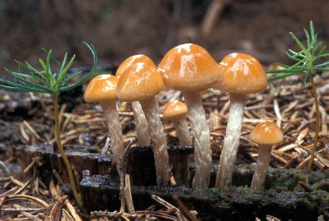 FDA Approves Psychedelic Mushrooms For Treating Depression
