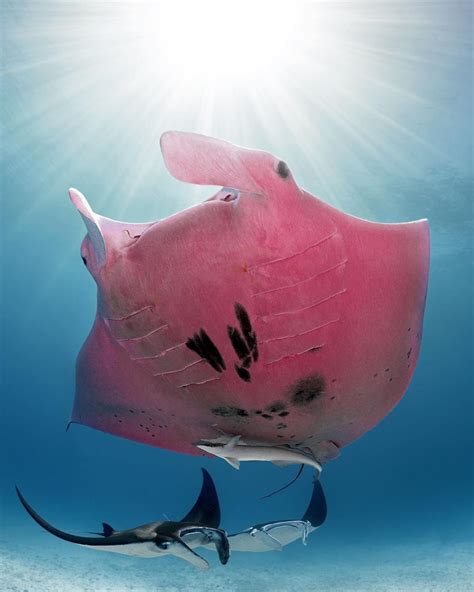Stunning Photographs Of The Great Barrier Reefs Pink Manta Ray