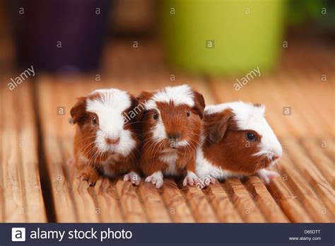 English Crested Guinea Pig Young Red White 4 Days Stock Photo Alamy