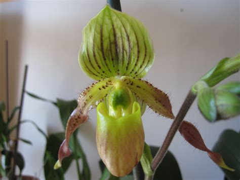 Paphiopedilum Orchid Brooklyn Orchids