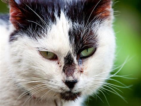 The cat turned out to be nice weird meow cat problems. What Is a Feral Cat? | Petfinder
