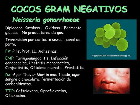 Ppt Bacterias Powerpoint Presentation Free Download Id