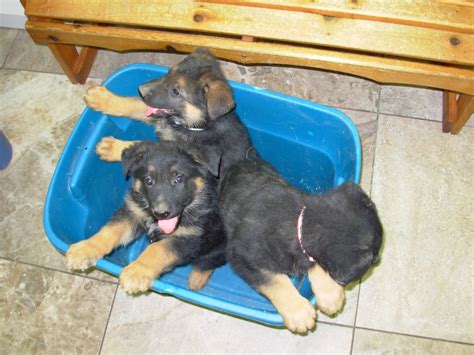 These traits alone make them just the right choice for many families. German Shepherd Puppies For Sale | Kingman, AZ #246366