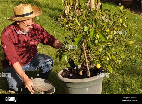 Caring And Feeding Of A Lemon Tree In A Pot Stock Photo Alamy