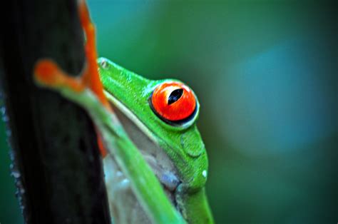 Ojitos The Red Eye Tree Frog Is From The Rainforest Area O Flickr