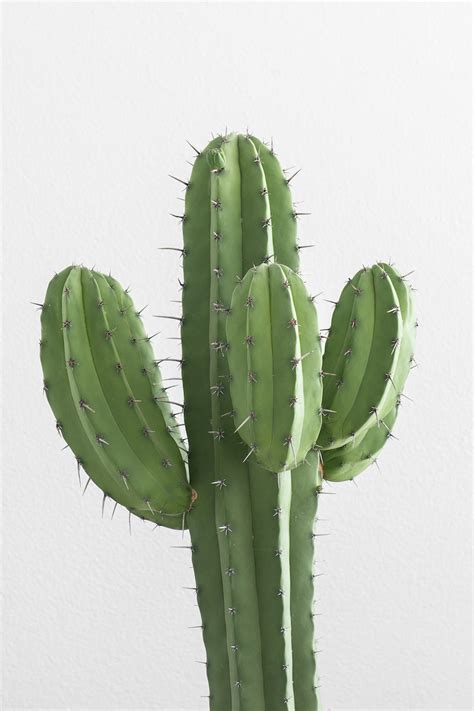 Cactus Plant Photo Free Image On Unsplash