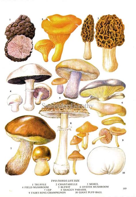 Chart Of Edible Mushrooms