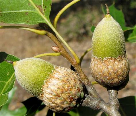 The rain, sun and soil help it to grow. California Black Oak, QUERCUS KELLOGGII