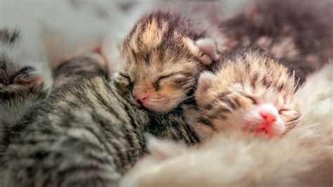 Kitten Development From Birth To Adulthood Royal Canin