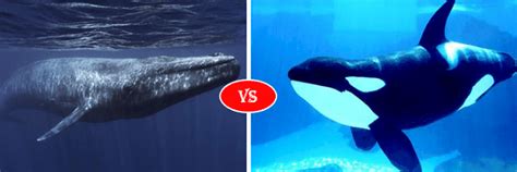 Blue Whale Vs Orca Killer Whale Fight Comparison Who Will Win