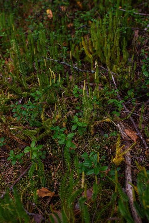 Close Up Of Lycopodium Plants In Taiga Forest Stock Photo Image Of