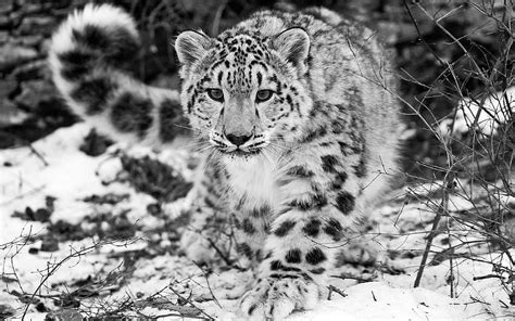Ultra Snow Leopard Backgrounds Snow Leopards Hd Wallpaper Pxfuel