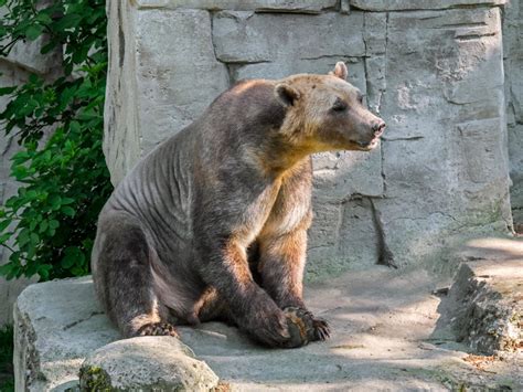 Grizzly Polar Bear Hybrid