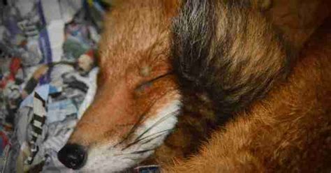 Fox Shot In The Leg Loves To Cuddle His Rescuer The Dodo