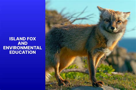 Island Fox Conservation Enhancing Environmental Education For