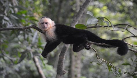 Panamanian White Faced Capuchin Facts Habitat And Information
